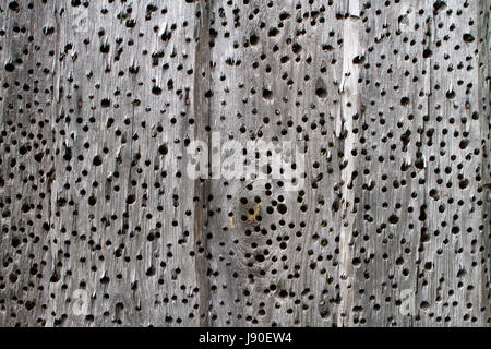 Old tree with holes from bark beetles Stock Photo