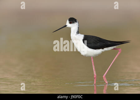 Black-winged Stilt - Himantopus himantopus Stock Photo