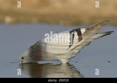 Rock Dove - Columba livia Stock Photo