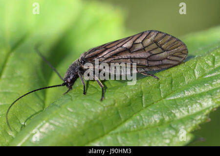 Alder flies hi-res stock photography and images - Alamy