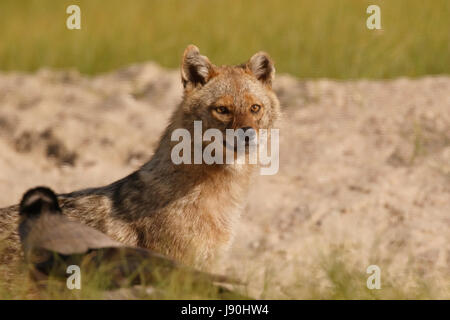 golden jackal (Canis aureus), close up of single adult, Danube delta, Romania Stock Photo