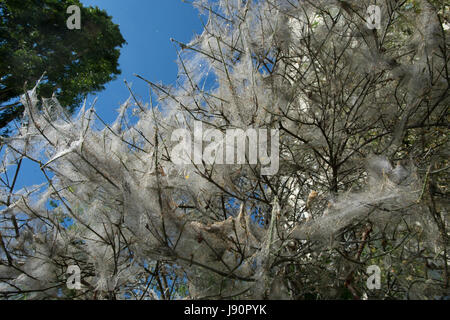 Berlin, Germany. 26th May, 2017. The caterpillar of the ermine moth has covered a bush with silvery tissue in Berlin, Germany, 26 May 2017. The ermine moth (Yponomeutidae) belongs to the family of butterflies. Photo: Paul Zinken/dpa/Alamy Live News Stock Photo