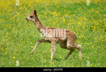 Fletching, East Sussex. 31st May 2017. New born alpacas enjoying the sun in a field of buttercups at Spring Farm Alpacas, Fletching, East Sussex. Credit: Peter Cripps/Ģ����ý Live News Stock Photo