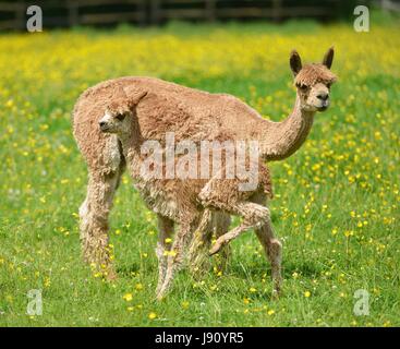 Fletching, East Sussex. 31st May 2017. New born alpacas enjoying the sun in a field of buttercups at Spring Farm Alpacas, Fletching, East Sussex. Credit: Peter Cripps/Alamy Live News Stock Photo