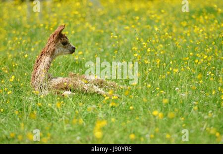 Fletching, East Sussex. 31st May 2017. New born alpacas enjoying the sun in a field of buttercups at Spring Farm Alpacas, Fletching, East Sussex. Credit: Peter Cripps/Alamy Live News Stock Photo