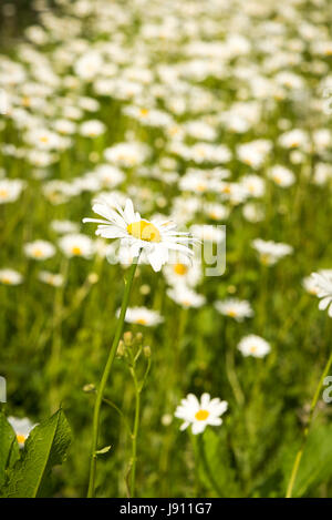 Rampton Cambridgeshire 31st May 2017. Wild Ox Eye daisy flowers bloom in a meadow in the warm summer weather. Temperatures reached 24 degrees centigrade in late afternoon sunshine on a day of mixed sun and clouds in the village just outside Cambridge. Credit Julian Eales/Alamy Live News Stock Photo