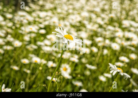 Rampton Cambridgeshire 31st May 2017. Wild Ox Eye daisy flowers bloom in a meadow in the warm summer weather. Temperatures reached 24 degrees centigrade in late afternoon sunshine on a day of mixed sun and clouds in the village just outside Cambridge. Credit Julian Eales/Alamy Live News Stock Photo