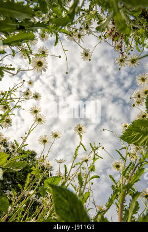 Rampton Cambridgeshire 31st May 2017. Wild Ox Eye daisy flowers bloom in a meadow in the warm summer weather. Temperatures reached 24 degrees centigrade in late afternoon sunshine on a day of mixed sun and clouds in the village just outside Cambridge. Credit Julian Eales/Alamy Live News Stock Photo