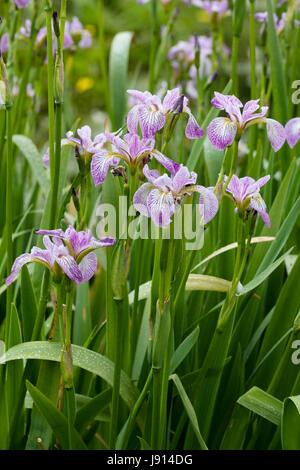 Massed display of the marginal aquatic, early summer flowering water iris, Iris versicolor 'Rowden Cadenza' Stock Photo