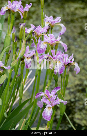 Massed display of the marginal aquatic, early summer flowering water iris, Iris versicolor 'Rowden Cadenza' Stock Photo