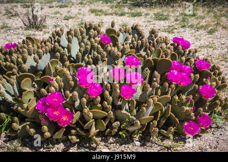 The beavertail cactus blooming in Joshua Tree National Park, California, USA