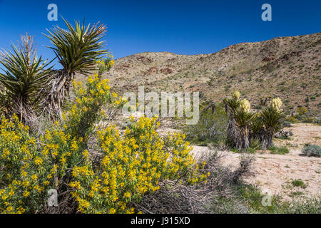 Large white yucca blossoms in Joshua Tree National Park, California, USA. Stock Photo