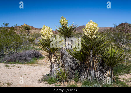 Large white yucca blossoms in Joshua Tree National Park, California, USA. Stock Photo