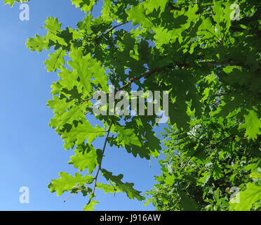 OAK LEAVES Quercus robur. Photo Tony Gale Stock Photo