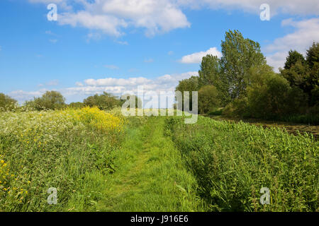 a grassy towpath and canal with woodland and wildflowers in summer under a blue cloudy sky in yorkshire Stock Photo