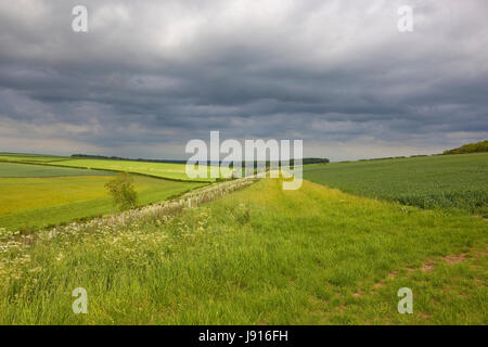 undulating agricultural landscape with wheat wildflowers and meadows under dramatic stormy skies in the yorkshire wolds in summer Stock Photo
