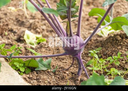 Kohlrabi in the greenhouse. Growing vegetables. Vegetarian food Stock Photo