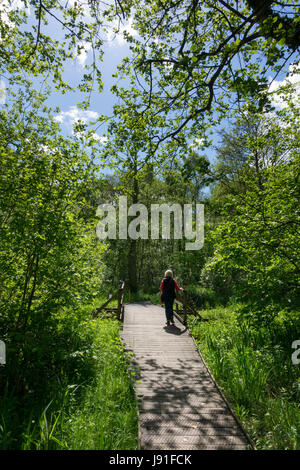 Sculthorpe, Moor, Nature Reserve, wetland, Norfolk, England, UK Stock Photo