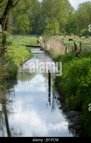 Sculthorpe, Moor, Nature Reserve, wetland, Norfolk, England, UK Stock Photo