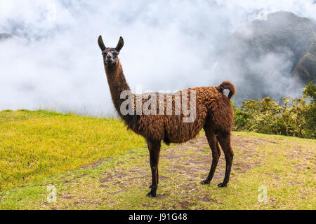 Machu Picchu, Peru. The llama at the UNESCO World Heritage Site. Stock Photo