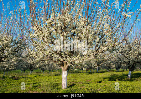 Plum trees in blossom in orchard on sunny spring day Stock Photo