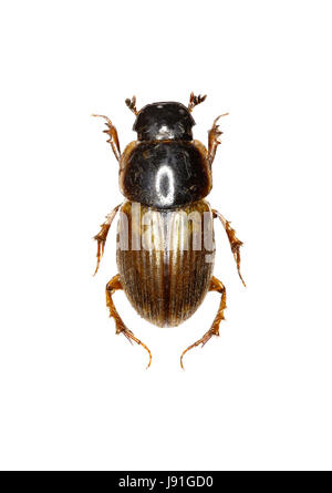 Dung Beetle Aphodius on white Background  -  Aphodius prodromus (Brahm, 1790) Stock Photo