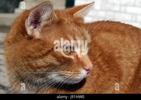 Orange katze hi-res stock photography and images - Alamy