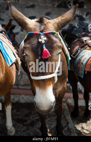 Detail of Santorini donkey on the steps to Fira, Greece Stock Photo