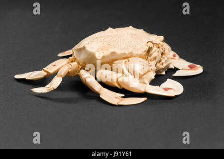cancer, complete body, macro, close-up, macro admission, close up view, studio Stock Photo