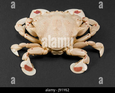 cancer, complete body, macro, close-up, macro admission, close up view, studio Stock Photo