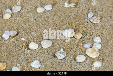 Many type of sea shells on the beach sand, Black Sea shore, texture outdoor Stock Photo