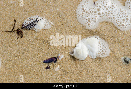 Many type of sea shells on the beach sand, Black Sea shore, texture outdoor Stock Photo