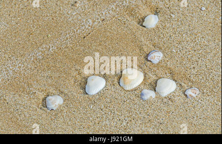 Many type of sea shells on the beach sand, Black Sea shore, texture outdoor Stock Photo