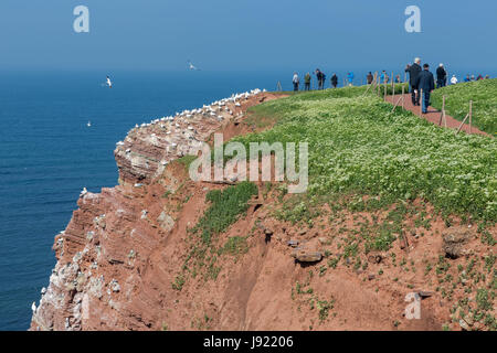 HELGOLAND, GERMANY - MAY 27, 2017: Hiking people along the  red cliffs of Helgoland and admiring the brooding Northern Gannets Stock Photo