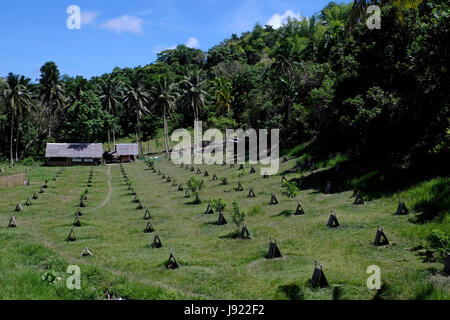 View of a Sabong cockfighting game farm in the island of Bohol located in the Central Visayas region of the Philippines
