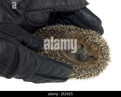 hand, optional, hedgehog, defense, gloves, suasiveness, hand, beautiful, Stock Photo