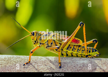 Eastern Lubber grasshopper Stock Photo