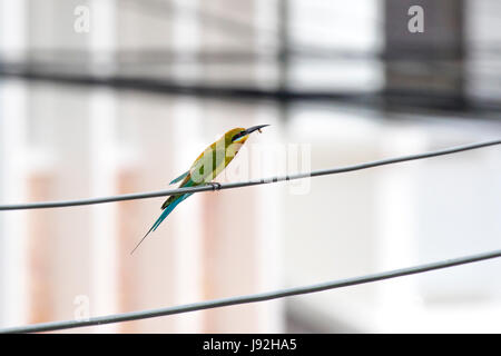 Blue-tailed bee-eater (Merops philippinus) caught its prey perching on a wire in Bangkok, Thailand Stock Photo