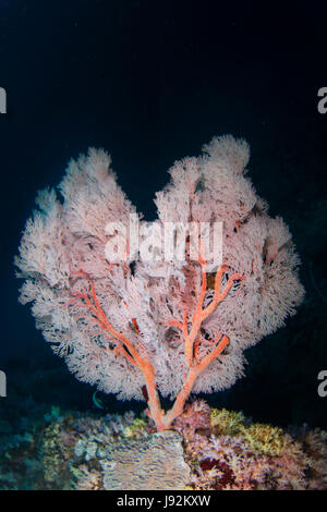 Beautiful pink heart shape pink gorgonian sea fan standing tall underwater in Andaman Sea, Thailand Stock Photo