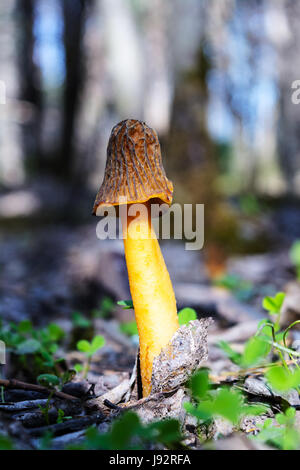 Black morel, Morchella conica. Edible mushroom growing in the forest. Stock Photo