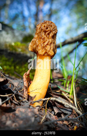 Black morel  edible mushroom growing in the forest. Morchella conica. Stock Photo