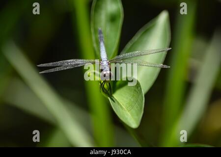 A small dragonfly perched on a leaf. Stock Photo