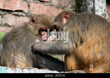 Two Macaque Monkeys grooming each other near Observatory Hill, Darjeeling West Bengal India Stock Photo