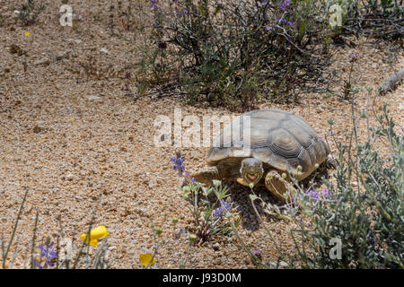 Desert Tortoise Grazes on Spring Flowers with copy space to left Stock Photo