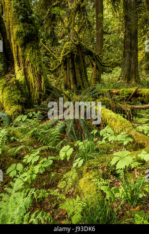 Vanilla leaf, ferns, and moss covered trees, Cathedral Grove, MacMillan Provincial Park, Vancouver Island, British Columbia, Canada. Stock Photo