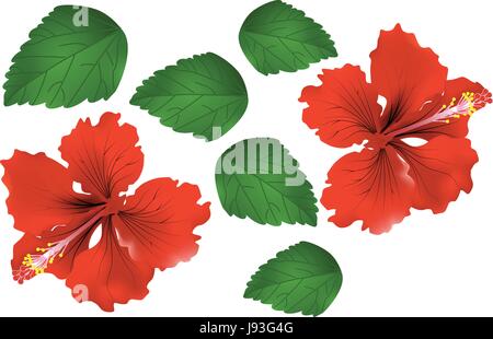 Vector of Red Hibiscus / China Rose and green leaf, Isolated illustration Stock Vector
