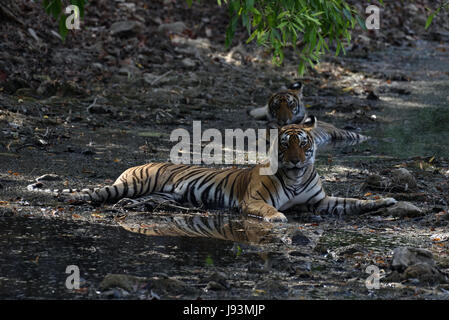 Wild Royal Bengal Tiger in the Ranthambore National Park in Rajasthan, India Stock Photo