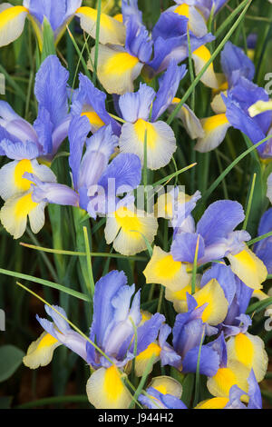 Iris x Hollandica 'Gypsy beauty'. Dutch Irises 'Gypsy Beauty' flowers. UK Stock Photo