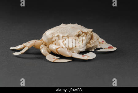 cancer, crab, macro, close-up, macro admission, close up view, studio Stock Photo