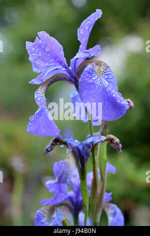 Iris Sibirica in the rain Stock Photo